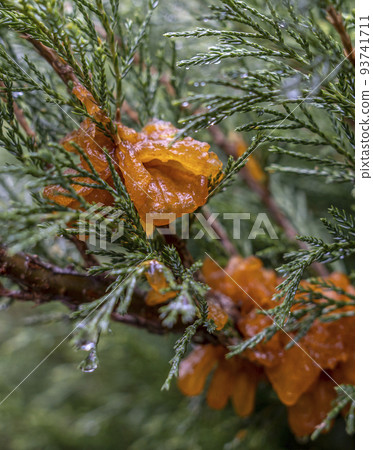 abundant growths during rain from the spores of the fungus Tremella sabinae 93741711