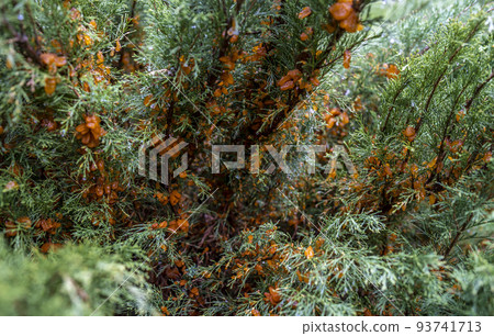 abundant growths during rain from the spores of the fungus Tremella sabinae 93741713