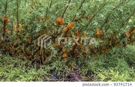 abundant growths during rain from the spores of the fungus Tremella sabinae 93741714