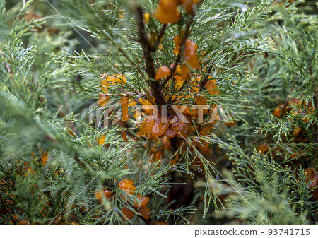 abundant growths during rain from the spores of the fungus Tremella sabinae 93741715
