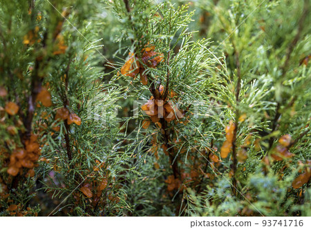 abundant growths during rain from the spores of the fungus Tremella sabinae 93741716