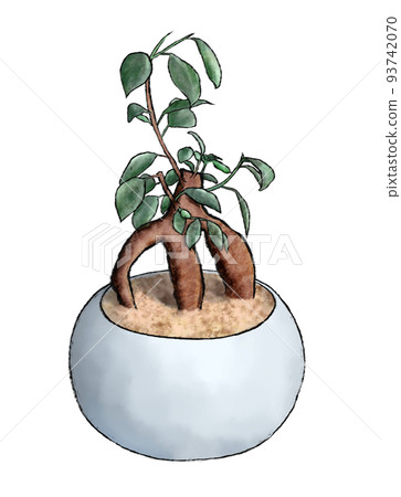 potted banyan tree 93742070