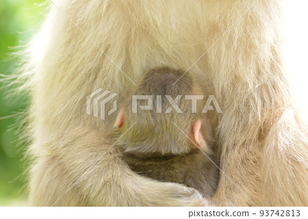 一隻小猴子在媽媽的懷裡感到如釋重負的後視圖 一隻小猴子在媽媽的懷裡感到如釋重負的後視圖 93742813