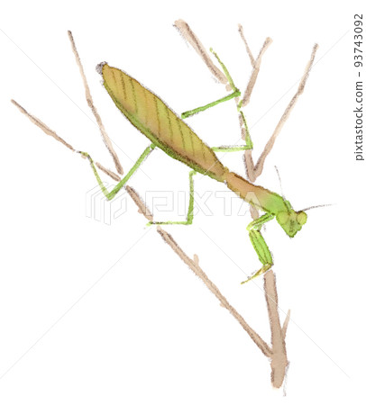 Insects from August to September: watercolor illustration of a praying mantis looking at you 93743092
