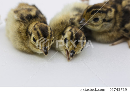 Chick Chick 93743719