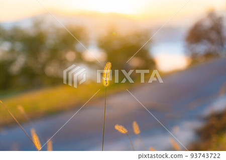 [秋季材料]早晨的大峰高原和五顏六色的楓葉[長野縣] 93743722