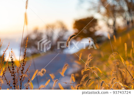 [Autumn material] Omine Kogen and colorful maple leaves in the morning [Nagano Prefecture] 93743724