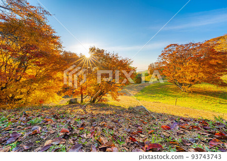 [Autumn material] Omine Kogen and colorful maple leaves in the morning [Nagano Prefecture] 93743743