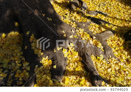 Fallen leaves of a yellowed ginkgo tree 2 Fallen leaves of a yellowed ginkgo tree 2 93744029