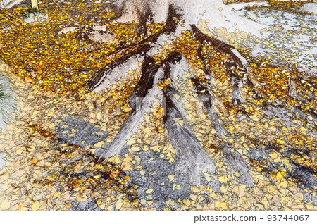 illustration fallen leaves ginkgo tree illustration fallen leaves ginkgo tree 93744067