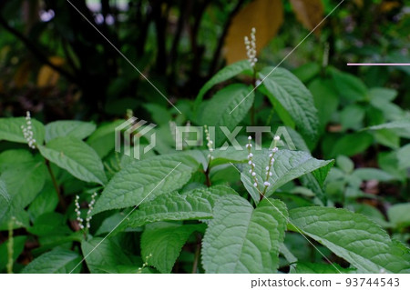 Phthalis sika 93744543