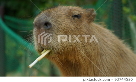 capybara eating 2 capybara eating 2 93744580