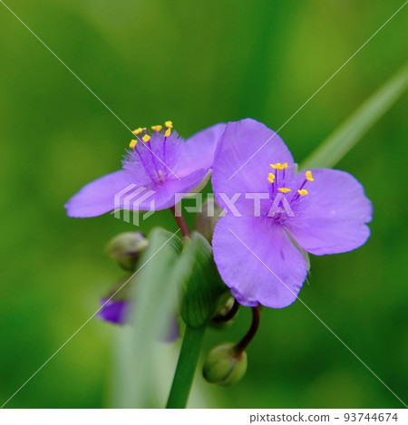 Spiderwort  Spiderwort 93744674