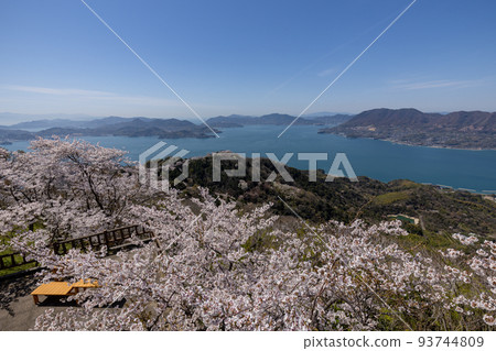 Sakura on the summit of Mt. Sekizen (Iwagi Island, Ehime Prefecture) 93744809