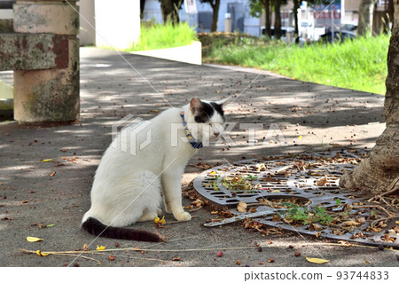 一隻貓在公園的樹蔭下打瞌睡 一隻貓在公園的樹蔭下打瞌睡 93744833
