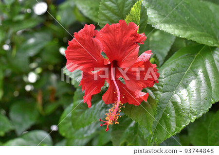 hibiscus in the rain hibiscus in the rain 93744848