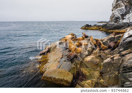 Steller's sea lions rest and fight on a rocky island in the East Sea. Drone view 93744862