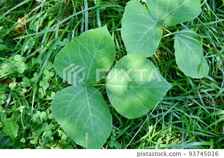 Alliuri leaf Alliuri leaf 93745016