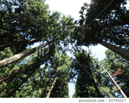 Photo looking up at the forest from below (super wide angle) 93745017