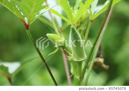 Okra Okra 93745078