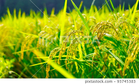 新稻金燦燦的秋天稻田 93745383