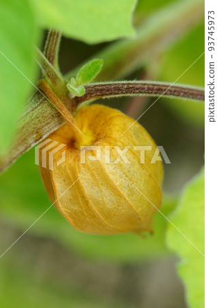 Goldenberry Edible Physalis 93745973