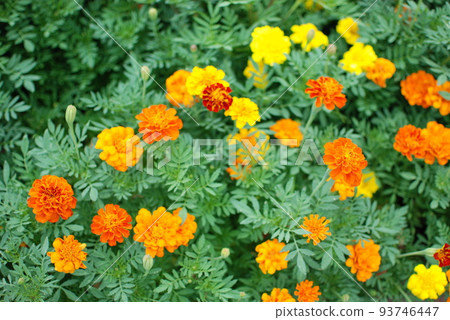 萬壽菊 萬壽菊 93746447