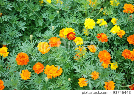 萬壽菊 萬壽菊 93746448
