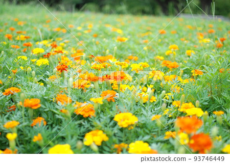 萬壽菊 萬壽菊 93746449