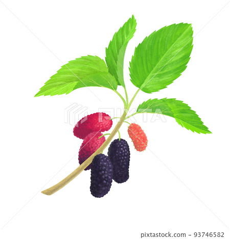 hand drawn mulberry illustration hand drawn mulberry illustration 93746582