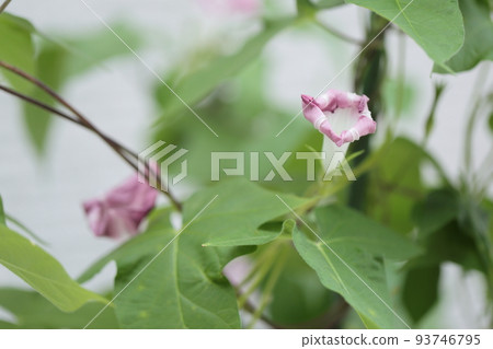 Cultivation of morning glory Cultivation of morning glory 93746795