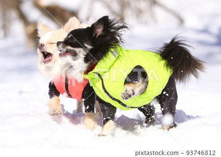 兩隻穿著冬衣在雪山上享受雪景的長毛吉娃娃 93746812