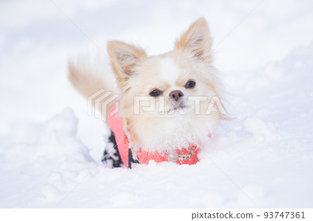 穿著粉色羽絨服埋在雪地裡的長外套吉娃娃 93747361
