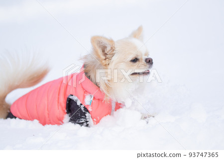 穿著粉色羽絨服埋在雪地裡的長外套吉娃娃 穿著粉色羽絨服埋在雪地裡的長外套吉娃娃 93747365