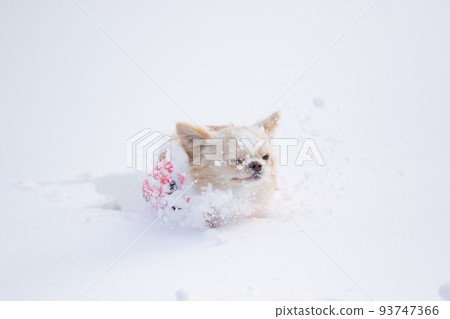 Long coat Chihuahua buried in the snow wearing pink down 93747366