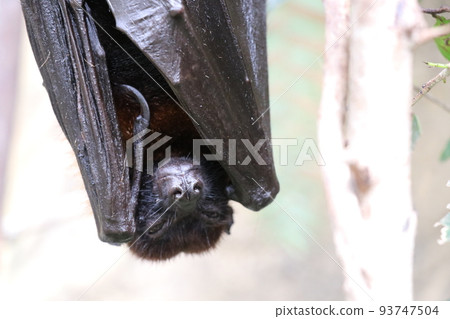 Face-up of a bat hanging upside down Indian flying fox 93747504