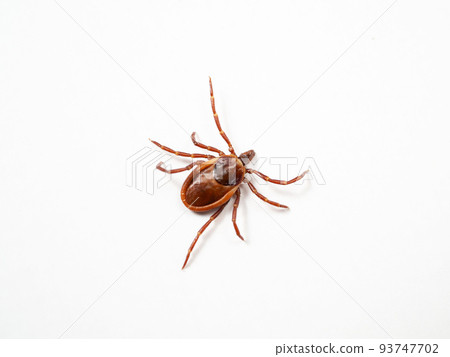 Schulz's tick Ixodes persulcatus 93747702
