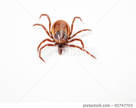 Schulz's tick Ixodes persulcatus 93747703