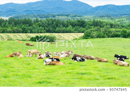 Dairy cows grazing on a ranch in Biei, Hokkaido Dairy cows grazing on a ranch in Biei, Hokkaido 93747845