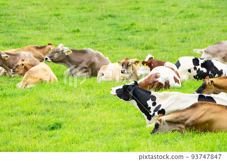 北海道美瑛的牧場上放牧的奶牛 93747847