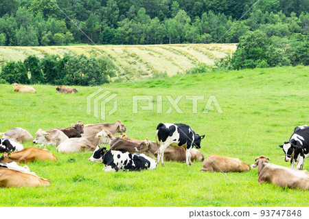 北海道美瑛的牧場上放牧的奶牛 北海道美瑛的牧場上放牧的奶牛 93747848