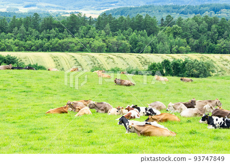 北海道美瑛的牧場上放牧的奶牛 93747849
