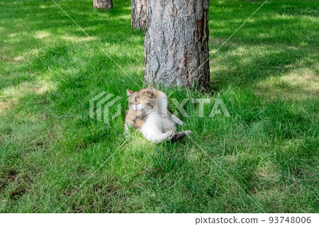 一隻貓在樹附近的田野裡休息 一隻貓在樹附近的田野裡休息 93748006