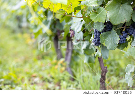 wine grape field wine grape field 93748036