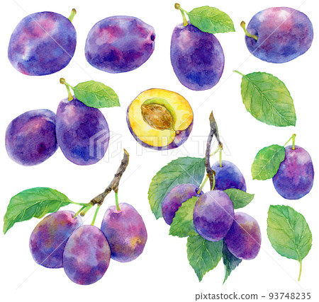 Watercolor prune material collection_prunes, branches and leaves Watercolor prune material collection_prunes, branches and leaves 93748235