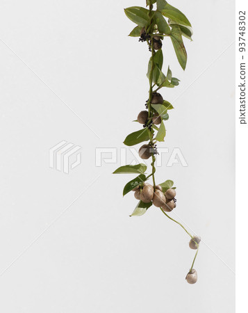 繁殖 繁殖 93748302