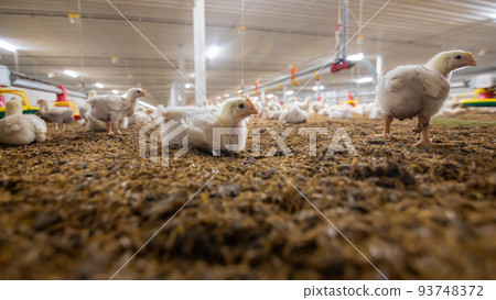 Chickens are drinking water in close farm, temperature and light control , Thailand. Chickens are drinking water in close farm, temperature and light control , Thailand. 93748372