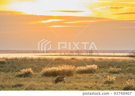 Notsuke Peninsula dyed in the setting sun "Autumn Hokkaido" 93748407