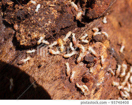 Termite nesting 93748408