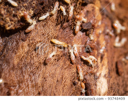 Termite nesting Termite nesting 93748409